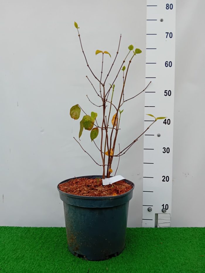 Calycanthus Fertilis-5L - imagine 3