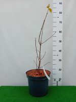 Calycanthus Floridus-5L-parfumat-livrarea din aprilie - imagine 3