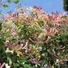Caprifoi HARLEQUIN Sherlite