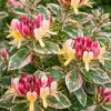 Caprifoi HARLEQUIN Sherlite