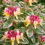 Caprifoi HARLEQUIN Sherlite