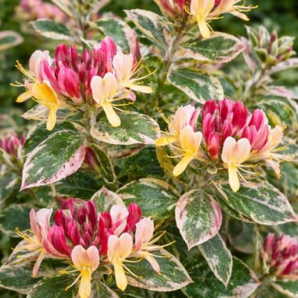 Caprifoi HARLEQUIN Sherlite