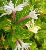 Caprifoi (Lonicera japonica) Aureoreticulata