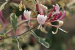 Caprifoi (Lonicera periclymenum) HARLEQUIN Sherlite
