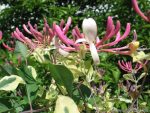 Caprifoi (Lonicera periclymenum) HARLEQUIN Sherlite