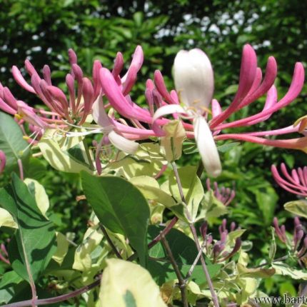 Caprifoi (Lonicera periclymenum) HARLEQUIN Sherlite