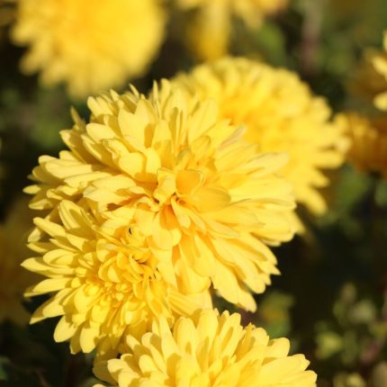 Chrysanthemum 'Friederike'
