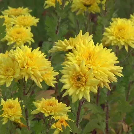 Chrysanthemum 'Friederike'