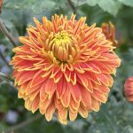 Chrysanthemum 'Gold Laced'