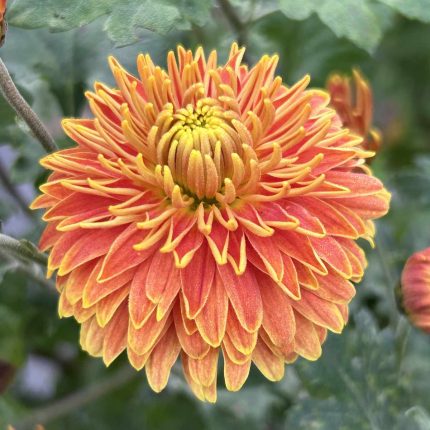 Chrysanthemum 'Gold Laced'