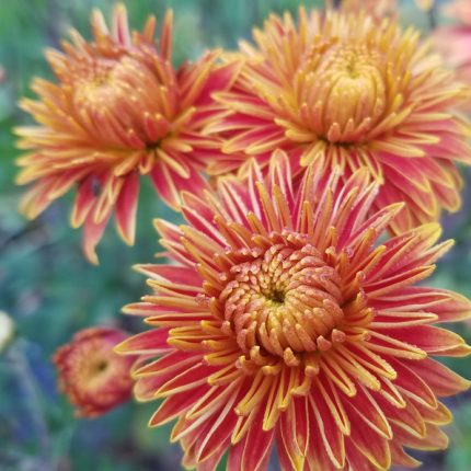 Chrysanthemum 'Gold Laced'