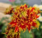 Chrysanthemum 'Granatapfel'