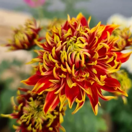 Chrysanthemum 'Granatapfel'