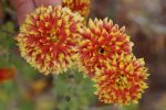 Chrysanthemum 'Granatapfel'