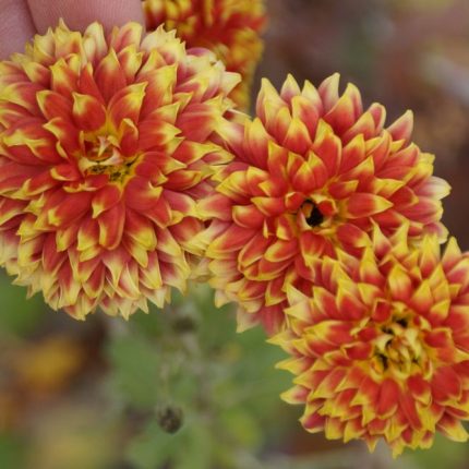 Chrysanthemum 'Granatapfel'