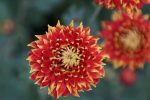Chrysanthemum 'Granatapfel'