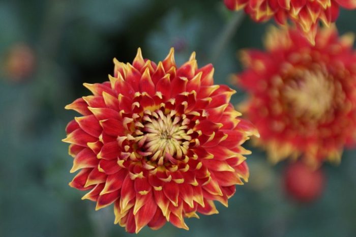 Chrysanthemum 'Granatapfel'