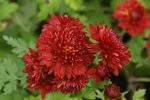 Chrysanthemum 'Himbeerrot'