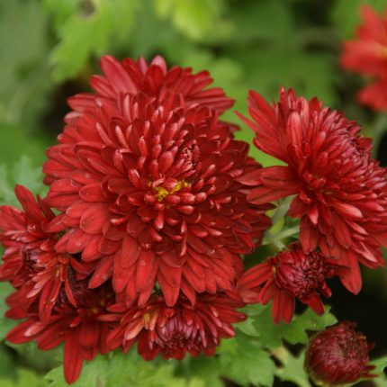 Chrysanthemum 'Himbeerrot'