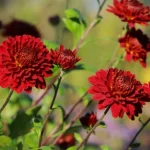Chrysanthemum 'Himbeerrot'