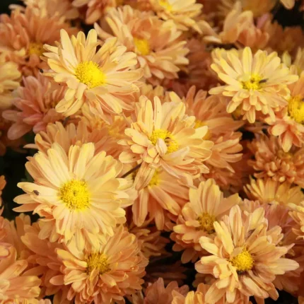 Chrysanthemum 'Kleiner Bernstein'