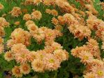 Chrysanthemum 'Kleiner Bernstein'
