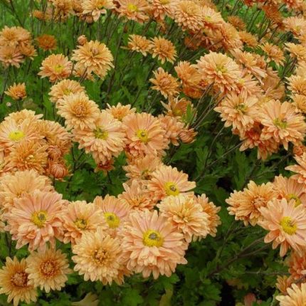 Chrysanthemum 'Kleiner Bernstein'