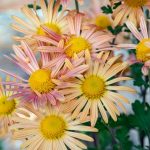 Chrysanthemum 'Mary Stoker'