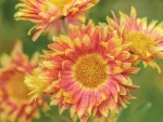 Chrysanthemum 'Neue Kokarde'