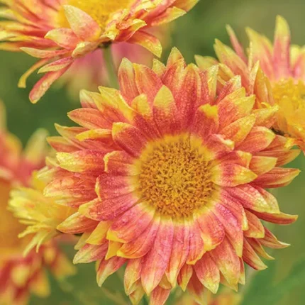 Chrysanthemum 'Neue Kokarde'