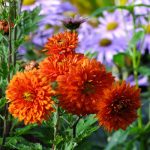 Chrysanthemum 'Paul Bossier'