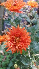 Chrysanthemum 'Paul Bossier'