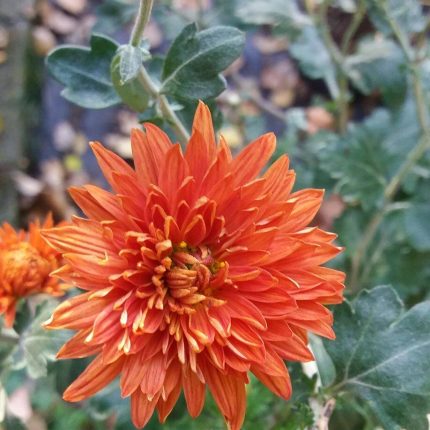 Chrysanthemum 'Paul Bossier'
