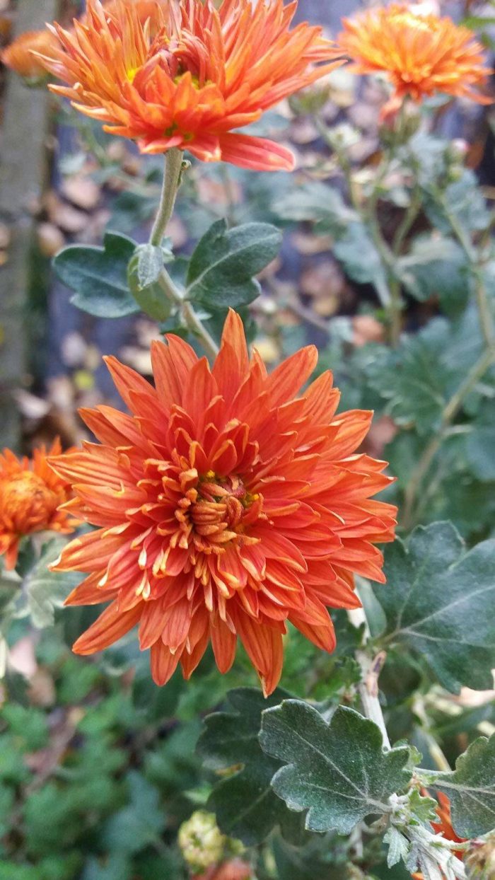Chrysanthemum 'Paul Bossier'