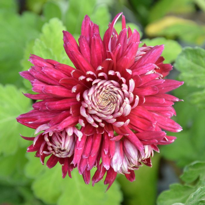 Chrysanthemum 'Speer'-2L - imagine 3