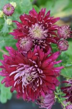 Chrysanthemum 'Speer'