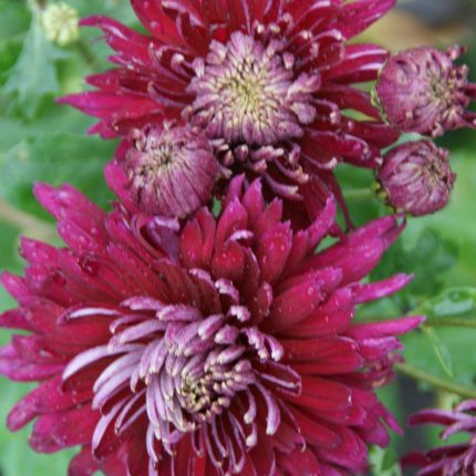 Chrysanthemum 'Speer'