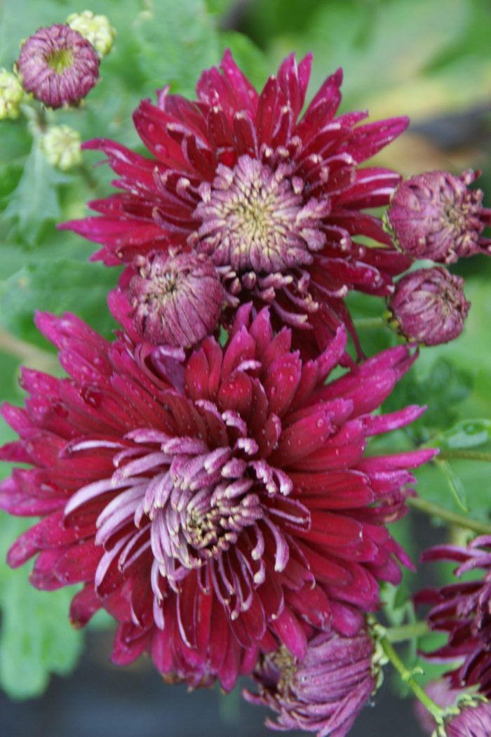 Chrysanthemum 'Speer'