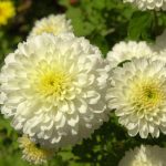 Chrysanthemum 'Weisse Nebelrose'