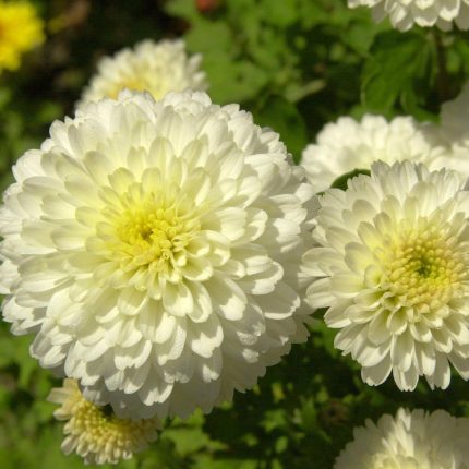 Chrysanthemum 'Weisse Nebelrose'