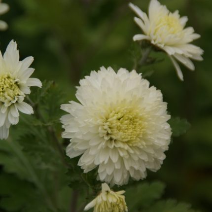Chrysanthemum 'Weisse Nebelrose'