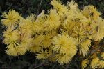 Chrysanthemum 'Yellow Satellit'
