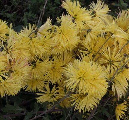 Chrysanthemum 'Yellow Satellit'