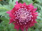Chrysanthemum ‘Speer