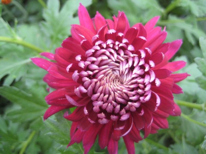 Chrysanthemum ‘Speer
