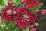 Chrysanthemum ‘Speer