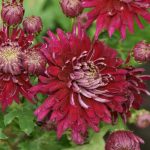 Chrysanthemum ‘Speer