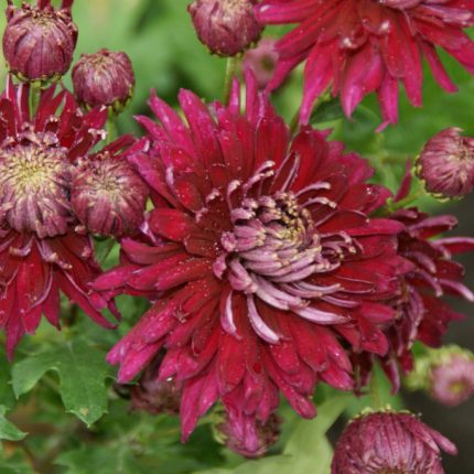 Chrysanthemum ‘Speer