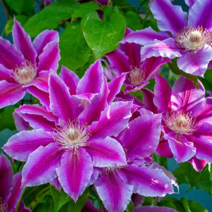 Clematita Akaishi