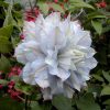 Clematita Chalcedony
